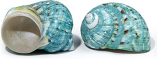 2 Pcs SINKOO Large Conch Shell, 4-4.5 Inch Natural Seashell Decor picture