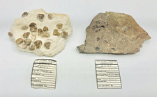 Lot2 Brachiopod Plates Paterina Prospectensis Cadiz CA Spirifer Redhritz Austria picture