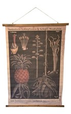 Vintage German Botanical Wall Chart Pineapple Agave Zippel Bollmann Reproduction picture