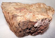 Full Round Araucarioxylon Petrified Wood 6 Lb 5.5 oz  North AZ Petrified Forest picture
