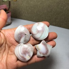 4pcs Rare sun shell Reiki Shiva Eye ocean semi-precious stone 57g A2759 picture