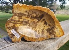 Nice Real Polished Petrified Wood Bowl 6x4