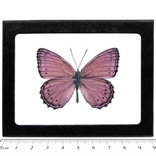 Crenis pechueli RECTO pink purple butterfly Africa FRAMED picture
