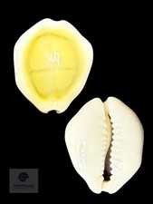 Monetaria moneta 24.67 mm Gem picture