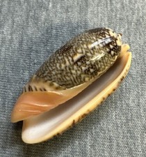 *Oliva reticulata (Blood Olive) 38mm picture