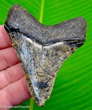MEGALODON SHARK TOOTH Real Fossil - 3.33” Sharks Teeth SERRATED picture