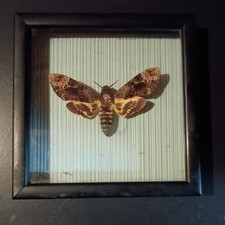 Framed Death's Head Hawk Moth Specimen Shadow Box Display Vietnam picture