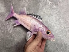 Black Squirrelfish Neoniphon opercularis Taxidermy Real Fish Skin Mount picture