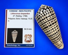 Large Conus leopardus 94.9mm  Leopard Cone Shell w/data label picture