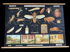 Vintage 1959 Winslow Denoyer-Geppert Insect Enemies Classroom Print Chart MINT picture