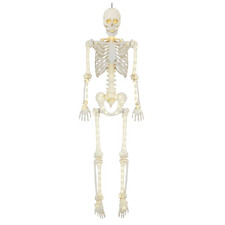 Way To Celebrate 5 ft Poseable LED Illuminated Skeleton Halloween Decoration picture