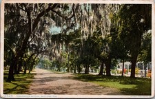 Ridgewood Ave Daytona, FL Spanish Moss Trees Vintage Phostint Postcard picture