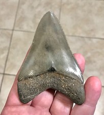 SUPERBLY GORGEOUS PATHO - GEORGIA RIVER - MEGALODON SHARKTOOTH FOSSIL picture