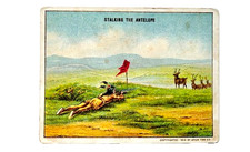 1910 T73 STALKING THE ANTELOPE #47, Indian Life In The 60's, Set Break, G-VG picture
