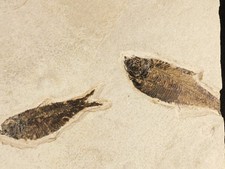TWO Species Diplomystus & Knightia FISH Fossils From Fossil LAKE Wyoming 1157gr picture
