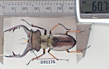 D91176. Insects, Lucanidae: Lucanus Gradivus sp. Vietnam, Ha Giang picture