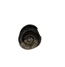 Auspicious Sudarshan Shaligram Wt-38 gram Size 1.50 inch picture