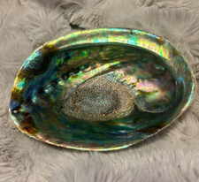 Large Abalone Shell Natural Paua Rainbow LG Sea Green Blue Shell Beach 6 Inch picture