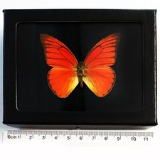 Appias nero FRAMED BLACK BACKGROUND orange butterfly Indonesia picture