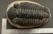 Large Drotops megalomanicus Trilobite Fossil Morocco Devonian Detailed Eyes picture