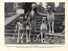 1930s Vintage Great Dane Print Ouborough Kennel Champion Great Danes 6494j picture