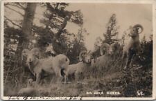 Big Horn Sheep Banff Canada Byron Harmon Photo to Washington Kansas Postcard T18 picture