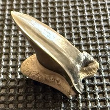 Top Rare species Paraisurus compressus Fossil  Tooth 0.8” Texas Paw Paw Fm  picture