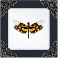 Real Dragonfly Gold Wings 4.7