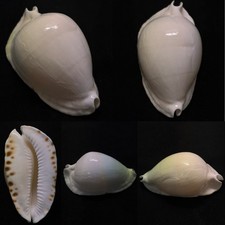Cypraea Zoila marginata f. albanyensis Sea Shell, 65.5mm picture