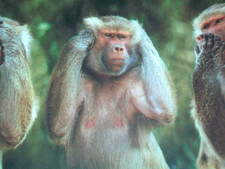 Vintage 2000 Hear See Speak No Evil Wise Hamadryas Baboon Monkey 8x10 Poster picture
