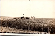 RPPC J.B. Lyon's Wheat Field near Venango, Nebraska sold by Fulscher Land Co picture