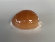 Cypraea Aurantium 85.7 mm in excellent condition for $195.00 picture