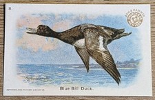 1908 J4 Church & Co Arm & Hammer New Series Of Birds Blue Bill Duck Card #8 picture