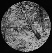 A WOODLAND VIEW C1890 ANTIQUE PHOTO Magic Lantern Slide TREE STUDY WOODS picture
