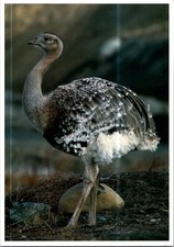 (2391) 24-3-2026 - Chile (posted to Australia) Hermoso native Patagonia bird picture