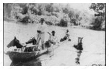 Isabella River Dominican Republic Horses Standard Postcard COPY RPPC picture