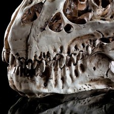 TYRANNOSAURUS T-REX SKULL RESIN FOSSIL MODEL TOOTH DINOSAUR REX REPLICA BONE NEW picture