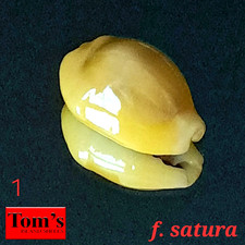 Cypraea moneta f. satura #1  20.7mm GORGEOUS GEM BEAUTY from the Philippines picture