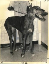 1973 Press Photo Tanya, the Great Dane at SPCA Shelter for Adoption - noo75844 picture