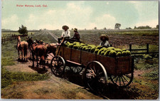 Antique 1913 Postcard Water Melons Watermelons Lodi, CA California PNC Series picture