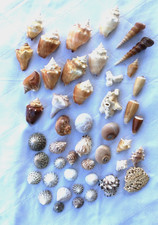 Seashells Variety sizes Conch Tulip Spindle Cone Shells Sponge White Coral (B) picture