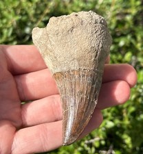 MONSTER Tylosaurus Mosasaur Tooth Fossil Texas 3.06” Dinosaur Ozan Fm Cretaceous picture