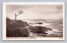Antique Maine Postcard CASCO BAY Peaks Island The Pair Tree 1909 picture