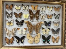 Amazing Butterfly And Moth 30 Specimen Collection Nature’s Work Of Beauty As Is picture