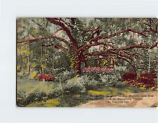 Postcard Gigantic Live Oak Tree Sunken Gardens St. Petersburg Florida USA picture