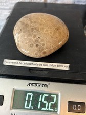 LARGE Collector Grade Face Polished Petoskey Stone 15 Oz- Michigan Coral Fossil picture