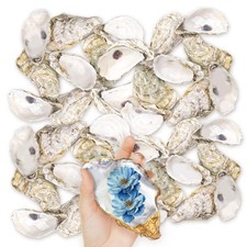 36PCS Oyster Shells 5