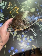 Vintage Taxidermy Reptile picture