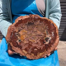 4.48LB Large Natural Petrified Wood Crystal Fossil Slice Shape Specimen Healing picture