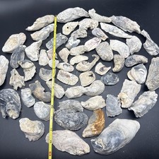 Vintage Estate Sea Shells Mixed Natural Oyster Fossils Aquarium Crafts Decor picture